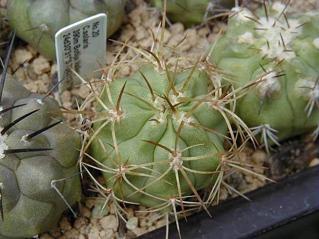 Copiapoa solaris